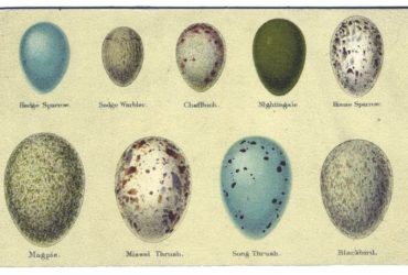 Animal Bird Eggs 2