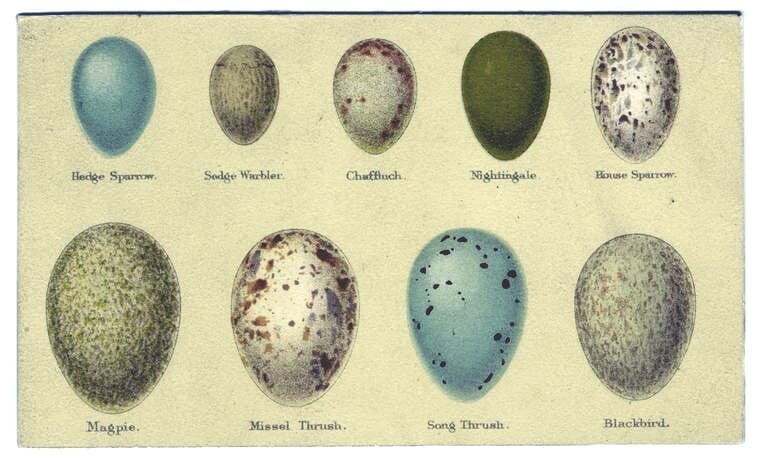 Animal Bird Eggs 2