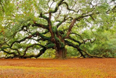 Tree of Wisdom