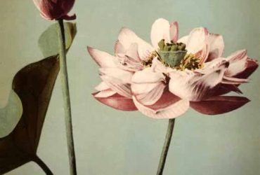 japanese-lotus-flowers-kazumasa-ogawa-1896-1356816681_b