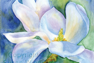 magnolia susan windsor