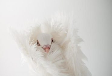 8a9f86b29b4198f4c3a9317a242d70c4